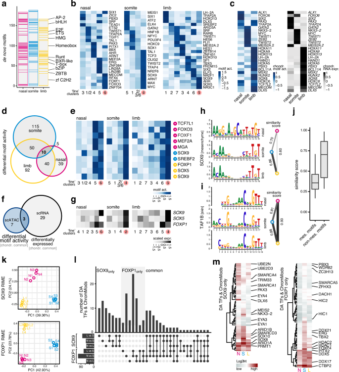 Fig. 4: Embryonic origin-specific transcription factor binding motif activities and protein interaction profiles.