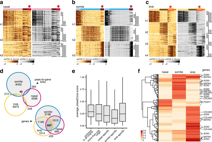 Fig. 5: Lineage-specific enhancer-promoter interactions of core chondrogenic genes.