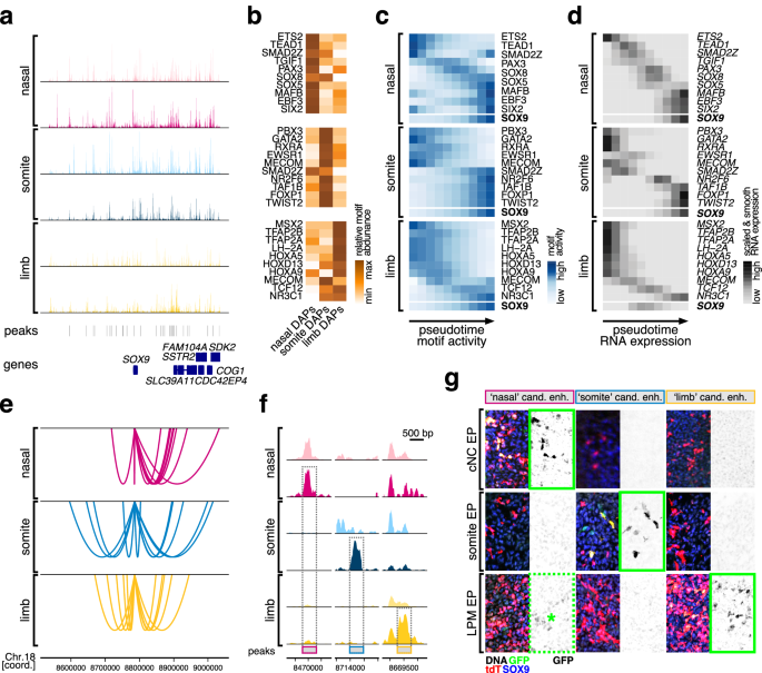 Fig. 6: Distinct cis- and trans-regulatory dynamics during the lineage-specific activation of the core chondrogenic transcription factor SOX9.