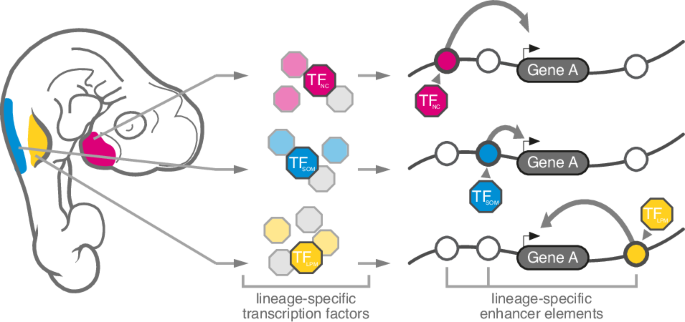 Fig. 7: Model for the transcriptional convergence of skeletogenic cells of different embryonic origins.