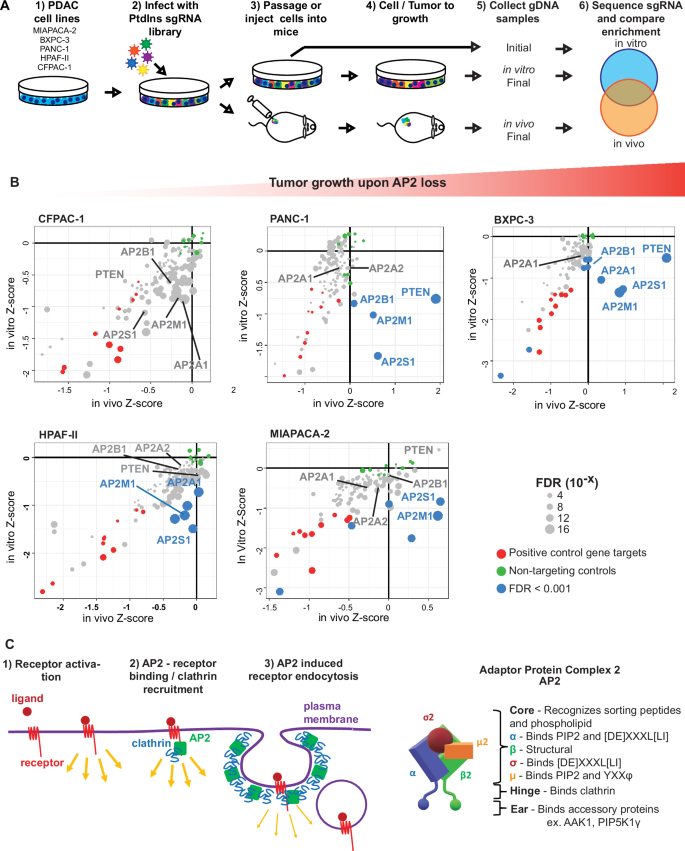 The essential clathrin adapter protein complex-2 is tumor suppressive ...