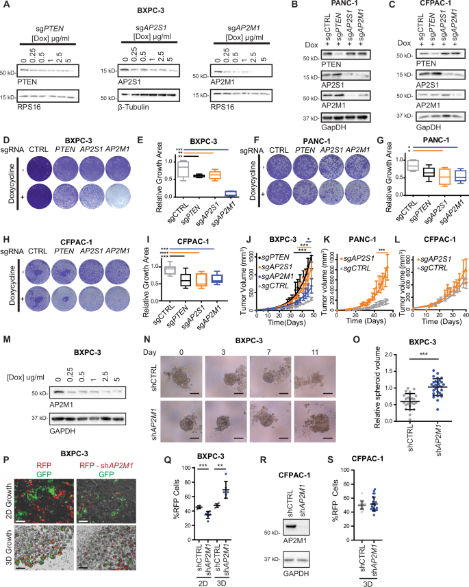 The essential clathrin adapter protein complex-2 is tumor suppressive ...