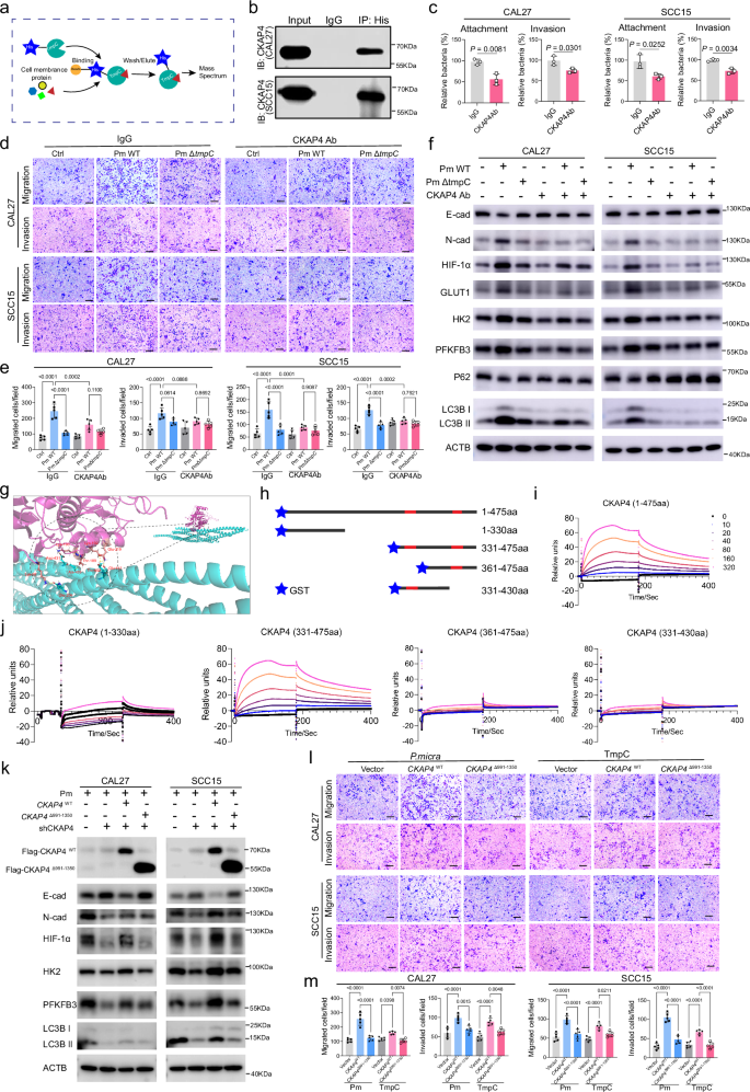 Fig. 5: P. micra surface TmpC bound to CKAP4 on OSCC cells.