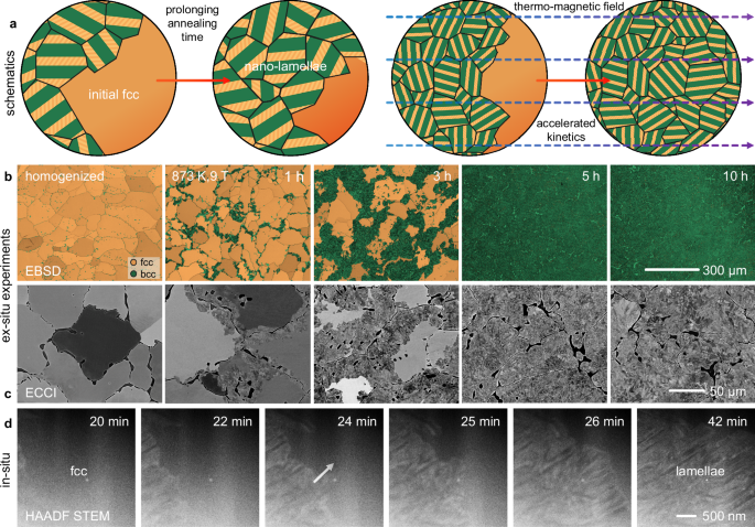 Fig. 1: Evolution of eutectoid decomposition in the Co–Fe–Ni–Al MCA.