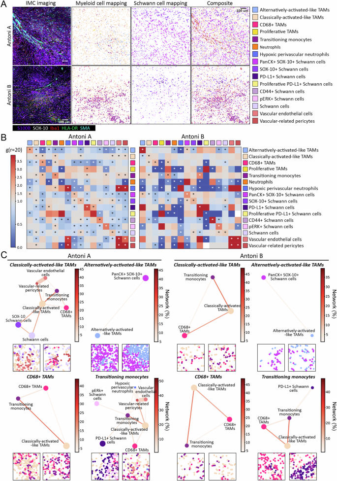 Fig. 2: Spatial omics highlight the interactomes between Schwann cell and Myeloid cell populations in NF2 SWN-related vestibular schwannoma.
