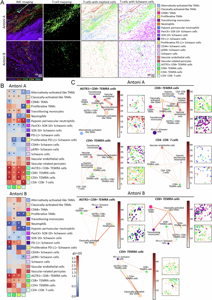 Fig. 3: Spatial omics demonstrate the T-cell interactome across different histomorphic niches in NF2 SWN-related vestibular schwannoma.