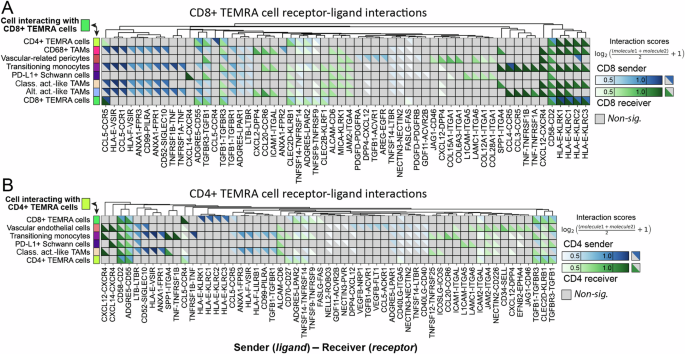 Fig. 4: Receptor-ligand interaction analyses for CD8+ and CD4+ TEMRA cell populations within VS.
