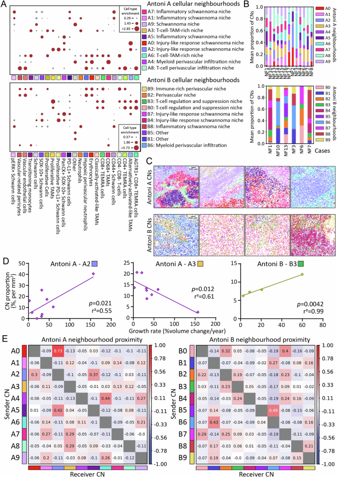 Fig. 5: Cellular neighborhood analysis identifies discrete microenvironmental regions across histomorphic niches in NF2 SWN-related vestibular schwannoma.