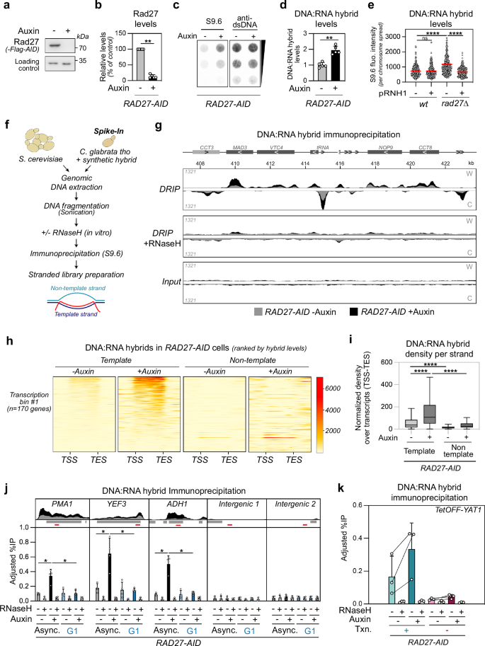 Fig. 2: Okazaki Fragment processing defects lead to genic DNA:RNA hybrid accumulation.