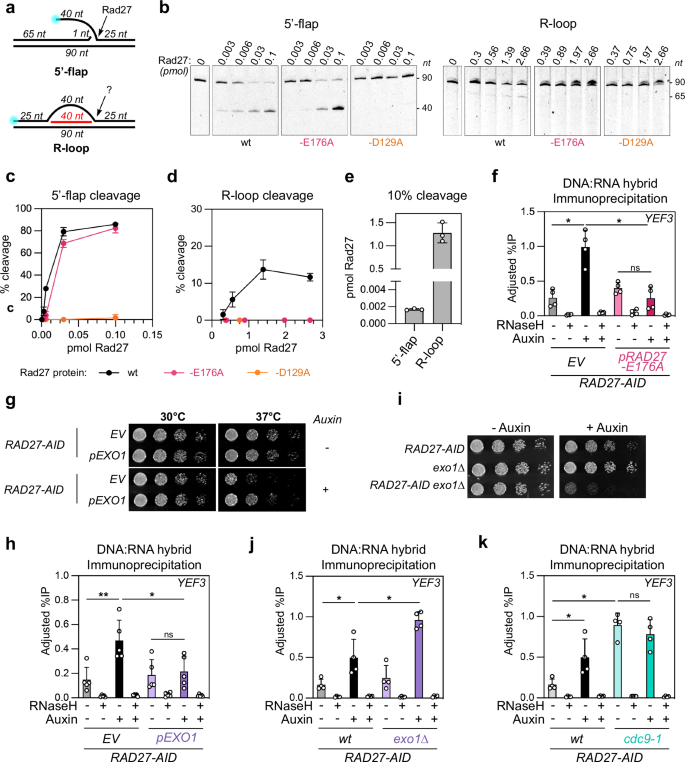 Fig. 3: DNA discontinuities associated with OF processing defects precede DNA:RNA hybrid accumulation.