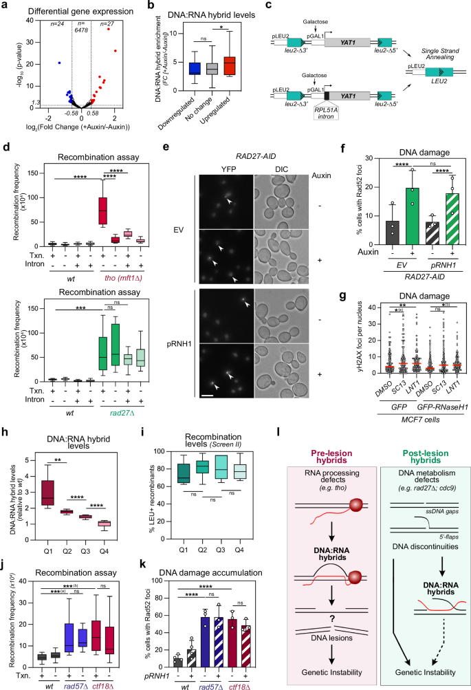 Fig. 4: Post-lesion DNA:RNA hybrids neither impact gene expression nor genome stability.