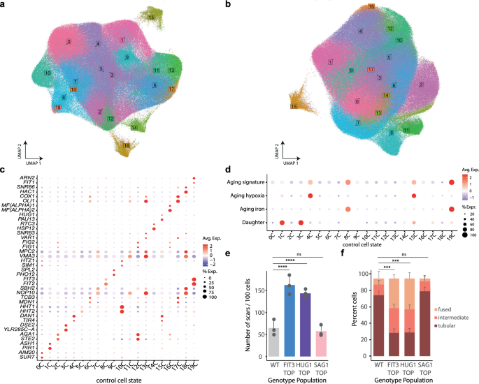 Fig. 2: Cells in a population arrange in heterogeneous gene expression states associated with biological function.
