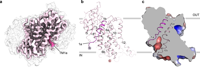 Fig. 1: Overall structure of GlyT1 in the apo state.