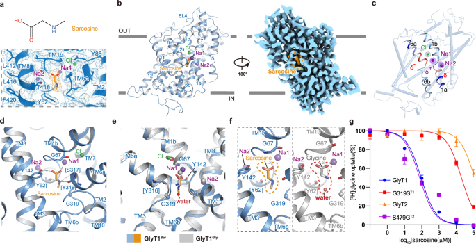 Fig. 2: Recognition of sarcosine by GlyT1.