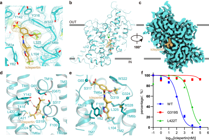 Fig. 3: Recognition of iclepertin by GlyT1.