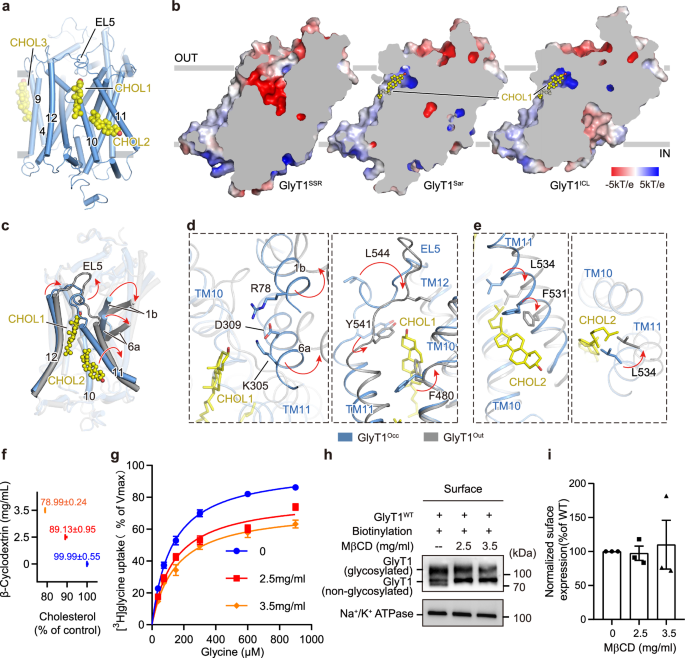 Fig. 4: Conformation-dependent allosteric binding sites of cholesterol.
