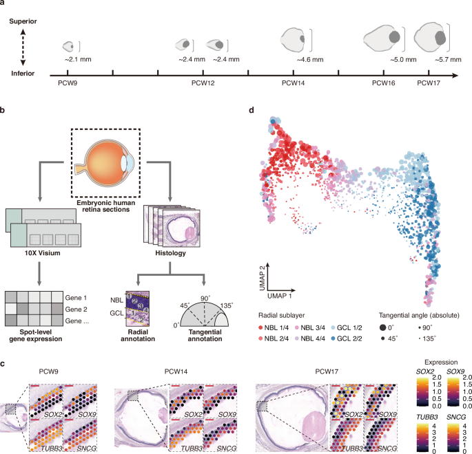 Fig. 1: Overview of the study.