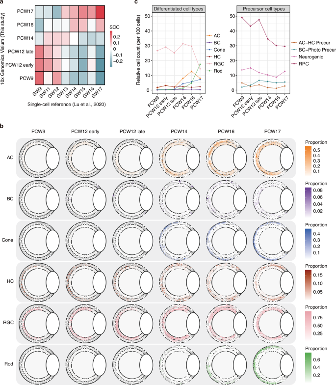 Fig. 2: Spatiotemporal dynamics of cellular composition during retinal development.