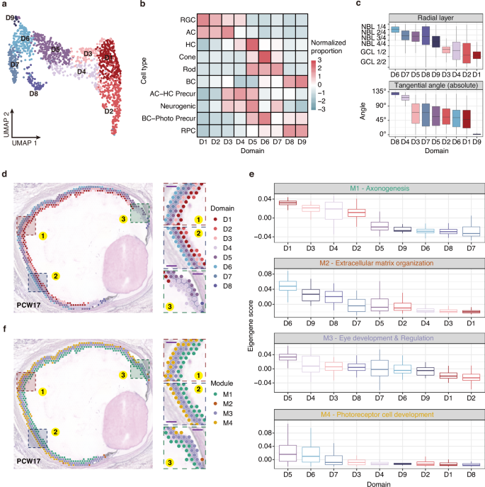 Fig. 3: Consensus spatial domain detection of ST spots reveals spatiotemporal changes during retinal development.
