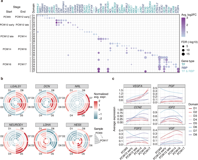 Fig. 4: Putative critical regulatory genes for each spatial domain during retinal development.