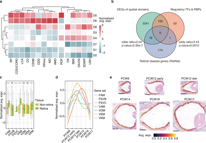 Fig. 5: Spatiotemporal specificity of genes associated with retinal diseases.
