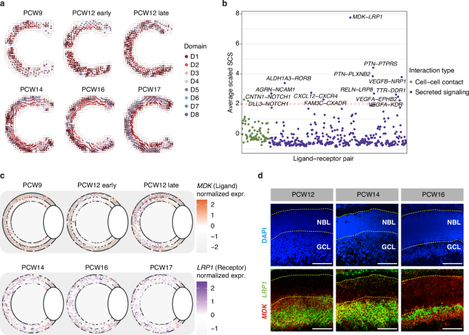 Fig. 6: Inference of spatial cellular communications during retinal development.