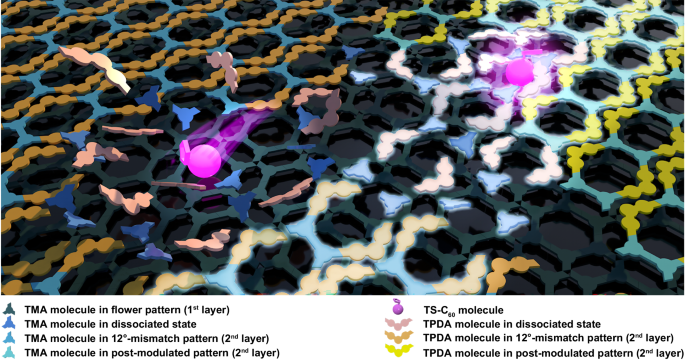 Fig. 6: Schematic illustration of TS-C60 as a coordinator to post-modulate the full-weak-bonded layer-by-layer assembly and induce the extension of the structure.