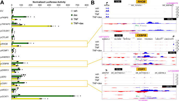 Fig. 2: High confidence μ-SNP regions recapitulate dynamic eRNA regulation patterns in reporter assays.