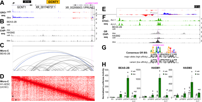 Fig. 3: rs149411423 disrupts a functional glucocorticoid response element that regulates induction of GCNT1.