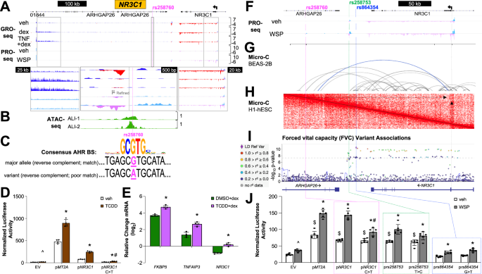 Fig. 4: Expression and function of NR3C1 are regulated by aryl hydrocarbon receptor (AHR) ligands through an AHR response element disrupted by rs258760.