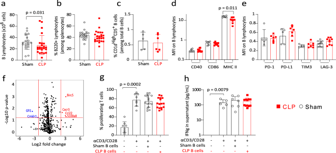 Fig. 2: Regulatory B lymphocytes are not induced in mice after CLP.