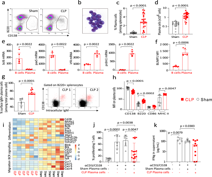 Fig. 3: Regulatory CD138+ IgM+ plasma cells are induced in spleen after CLP.