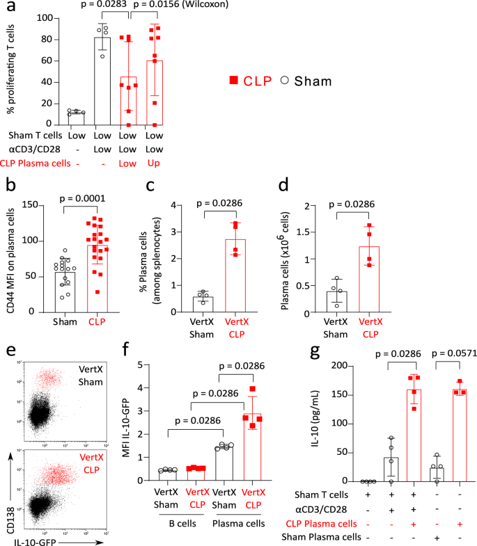 Fig. 5: CD138+ plasma cells induced after CLP regulate T-cell proliferation through cell-cell contact and IL-10 production.