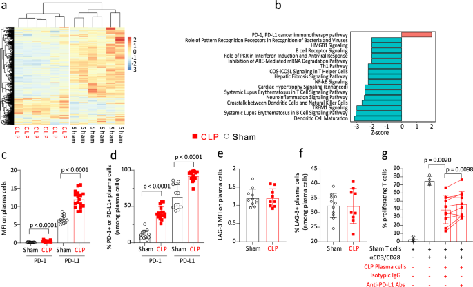 Fig. 6: CLP-induced PD-L1 expression contributes to plasma cells regulatory function.