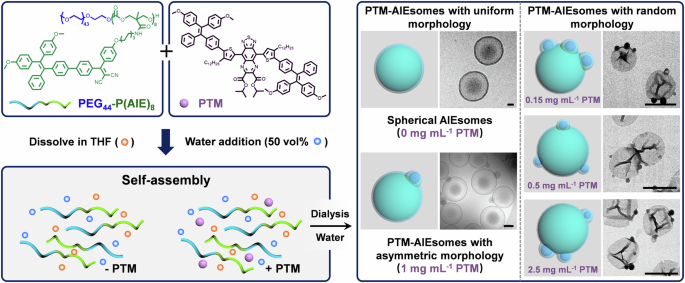 Fig. 1: Schematic illustrations and TEM images depict PTM-loaded polymersomes (PTM-AIEsomes) exhibiting different morphologies achieved through the modulation of PTM concentration in the self-assembly process.