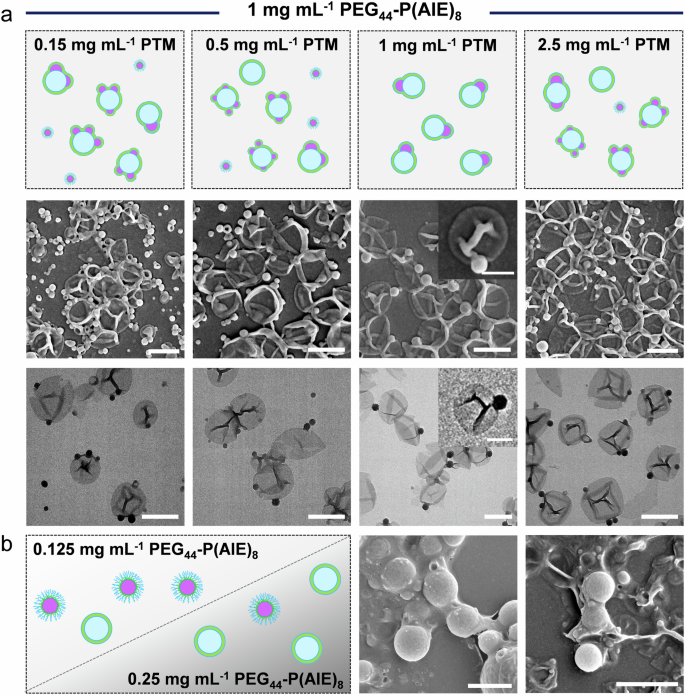 Fig. 3: Engineering morphological asymmetry in polymersomes by modulating the concentration of PTM and PEG44-P(AIE)8.
