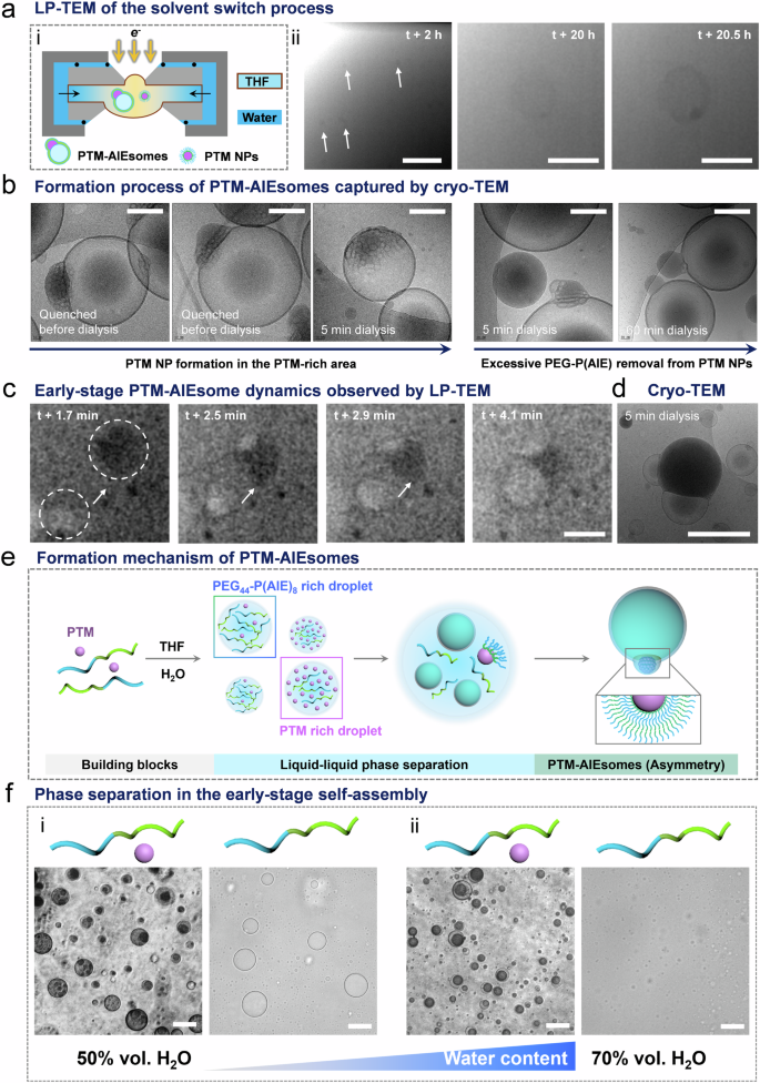 Fig. 5: 3D structure and formation process of PTM-AIEsomes investigated by cryo-TEM and LP-TEM.