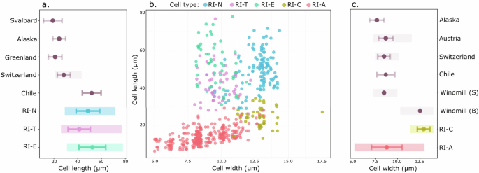 Fig. 4: Biometric comparison of Ancylonema spp. cells showing variation within and between Robert Island morphotypes and existing studies.