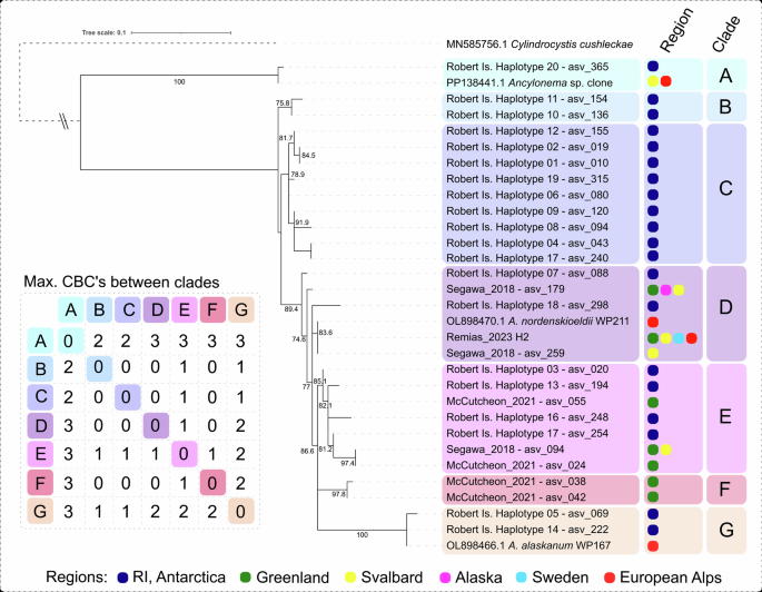 Fig. 6: Ancylonema spp. ITS2 haplotype diversity and phylogenetic placement from Robert Island and wider studies.