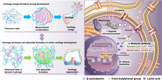 Fig. 1: Cell-adaptable dynamic hydrogel network facilitates the developmentally required condensation and metabolic reprogramming of encapsulated cells to enhance the formation of cartilaginous organs and promote in situ tissue regeneration.