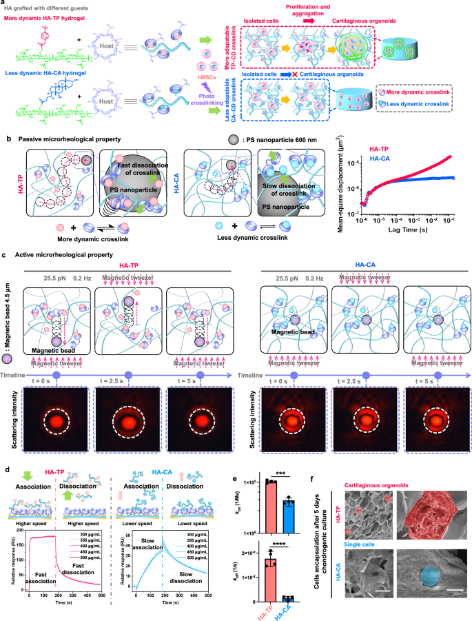 Fig. 2: Supramolecular hydrogels stabilized by different host–guest crosslinks with different binding properties possess differential network dynamic properties.