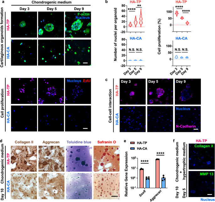Fig. 3: The hydrogel with more dynamic crosslinks enhances the formation of cartilaginous organoids, N-cadherin-mediated cell-cell interactions and chondrogenesis and inhibits the hypertrophy of encapsulated organoids.