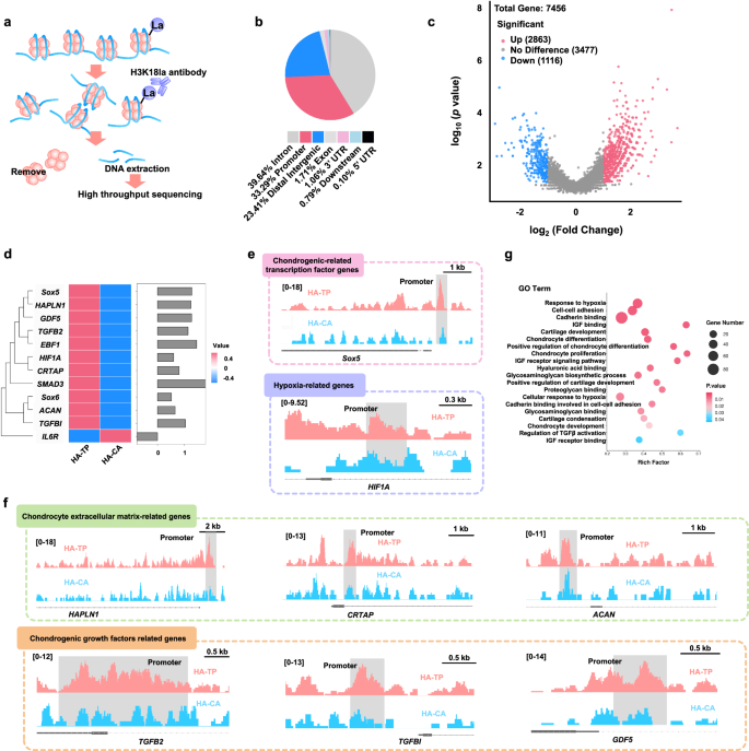 Fig. 6: Histone lactylation is enriched in the promoters of genes associated with chondrogenic differentiation.