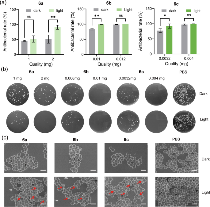 Fig. 6: Photodynamic antibacterial properties of supramolecular networks 6a–6c.