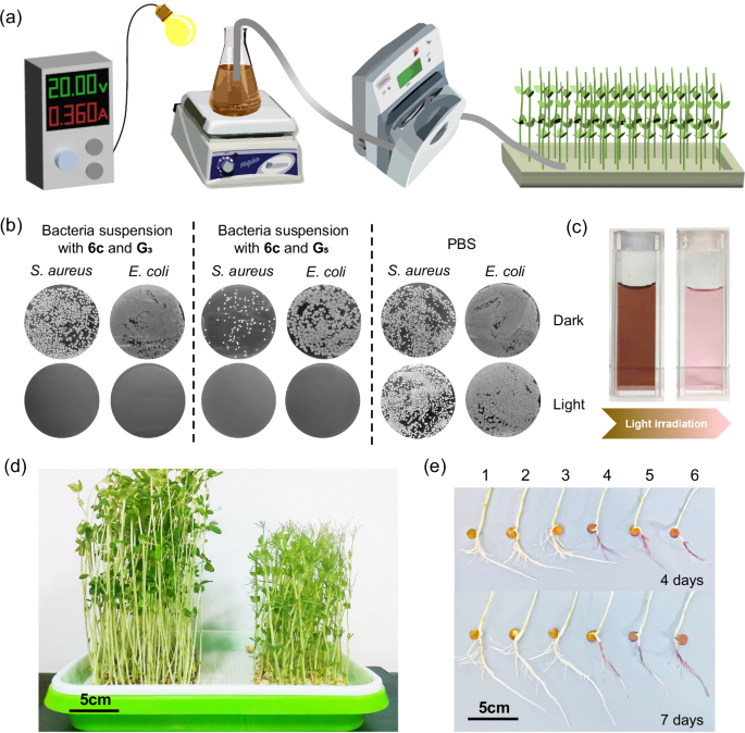 Fig. 7: Wastewater decontamination performance of supramolecular networks 6c.