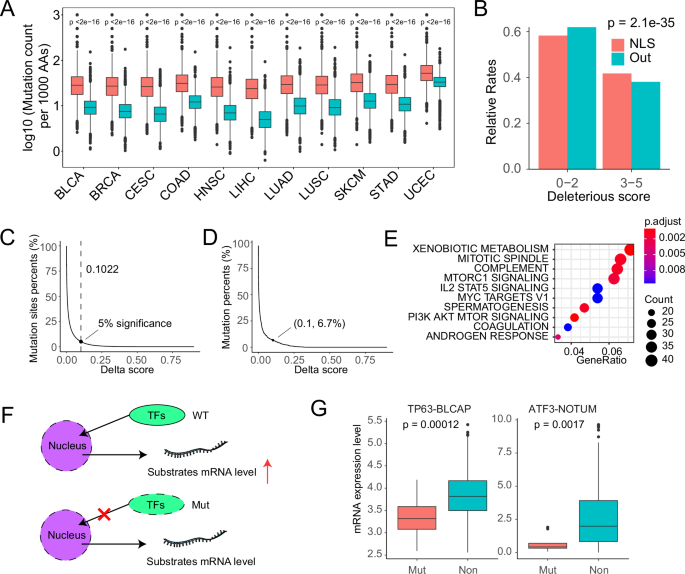 Fig. 3: The discovery of abnormal nuclear localization driven by cancer-related mutations.