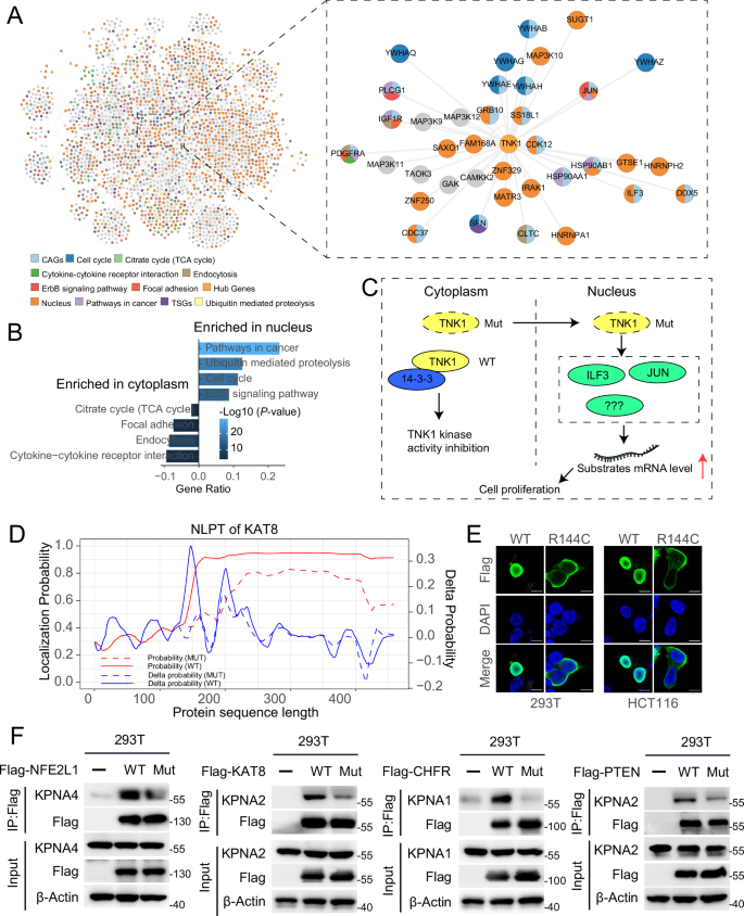 Fig. 4: Validation of nuclear localization affected by mutations.