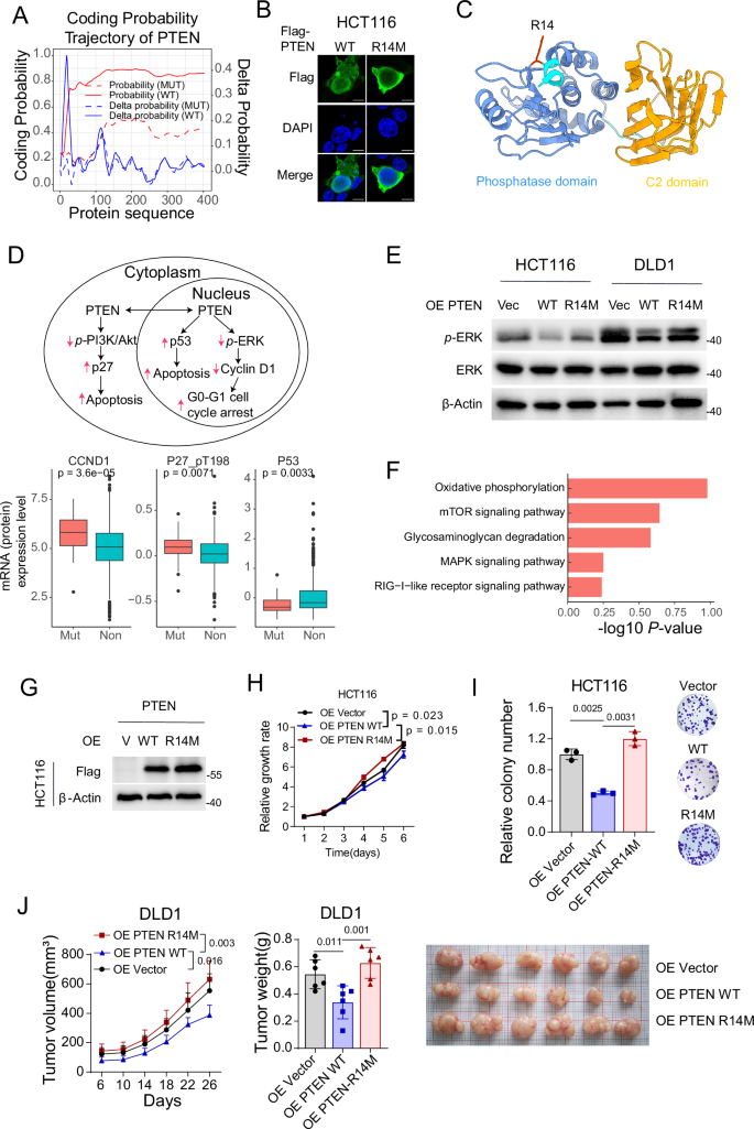 Fig. 5: The PTEN R14M mutation affects the function of the PTEN protein by regulating its nuclear localization.