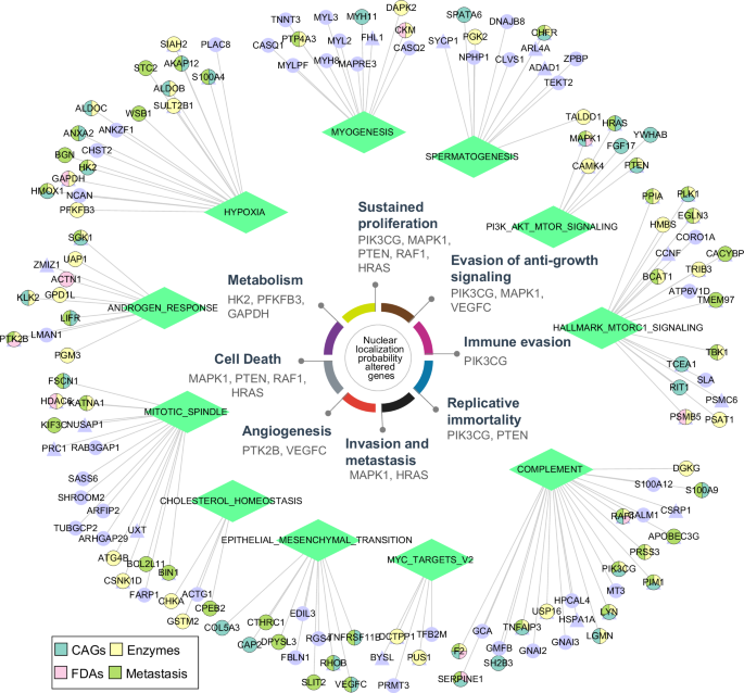 Fig. 6: Nuclear localization probability altered genes regulating the network that connects nuclear localization and carcinogenesis.