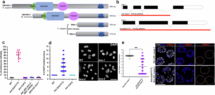 Fig. 1: BRA-2 is evolutionarily conserved and is required for robust CO formation.